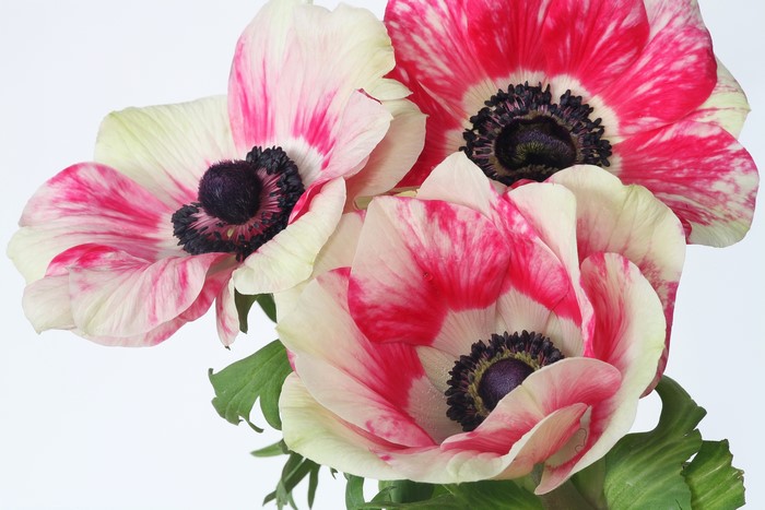Three Anemones