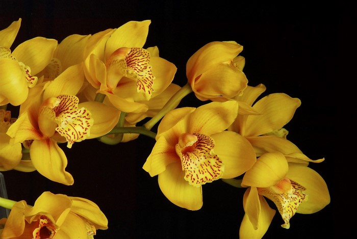 Yellow Cymbidium Orchids on Black Background