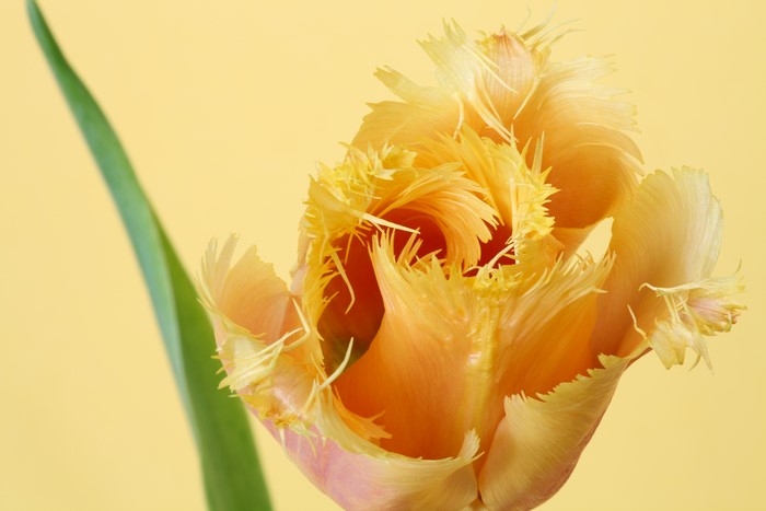 Fringed Tulip Closeup