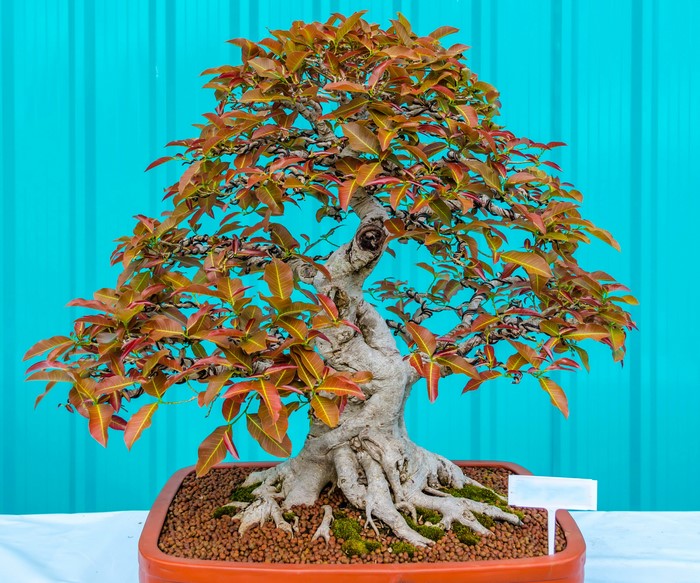 Bonsai tree with red and green leaves