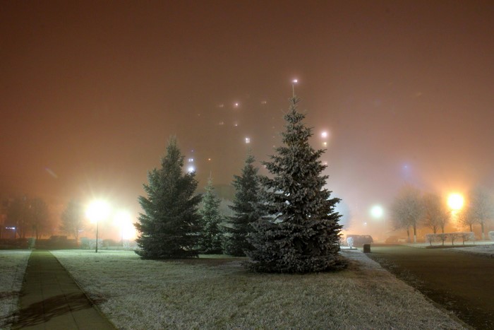 Winter night in St. Petersburg with spruce trees