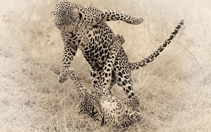 Two leopards fighting in dry grass
