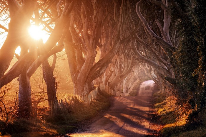 Sunlight through trees on a road