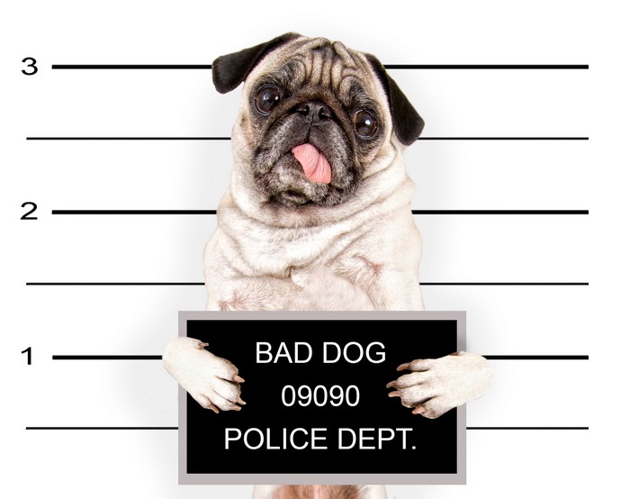 Pug dog holding a police department sign