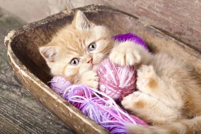 Kitten playing with yarn balls in a wooden bowl