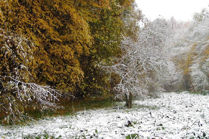 Autumn trees with first snow