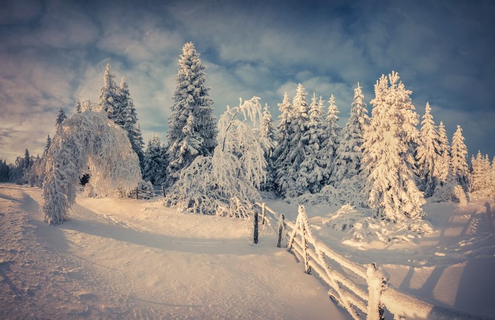 Winter forest with snow-covered trees and fence