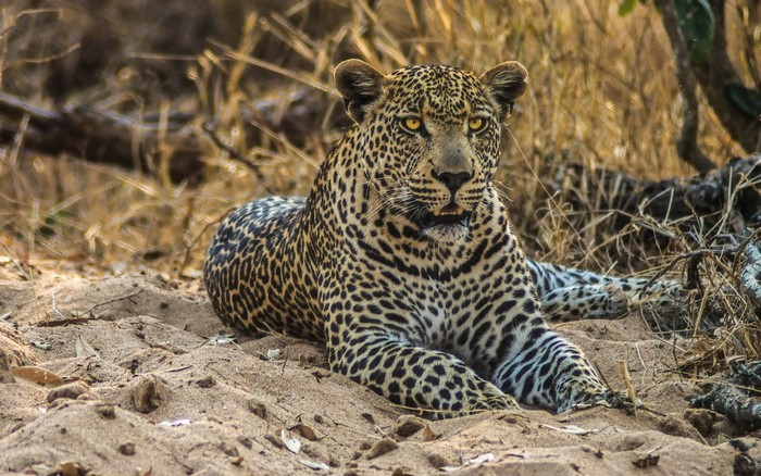 Leopard resting on sandy ground in dry brush