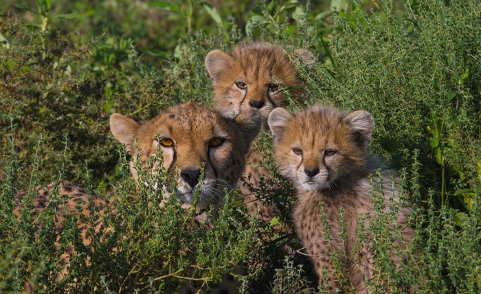 Three cheetah cubs and an adult cheetah in tall grass