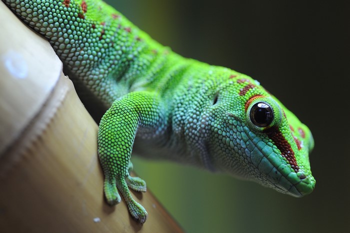 Green Gecko with Red Spots on Bamboo