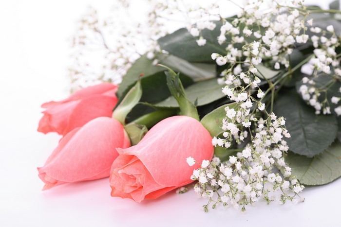 4K Pink Roses Closeup
