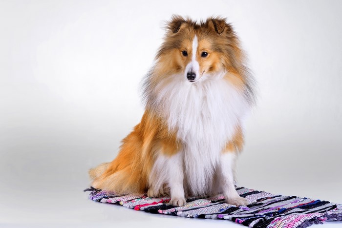 Shetland Sheepdog sitting on a colorful rug