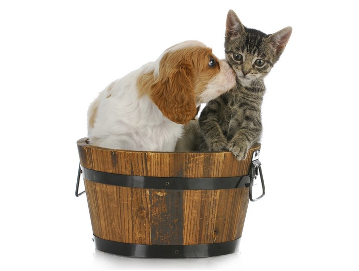 Puppy kissing a kitten in a wooden bucket