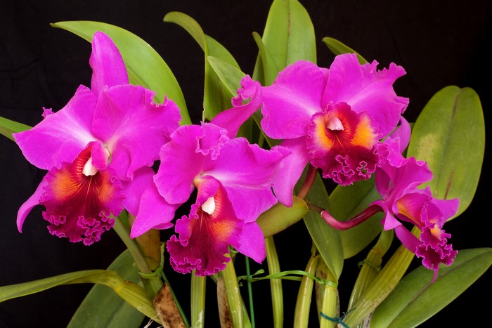 4K Pink Orchid Closeup