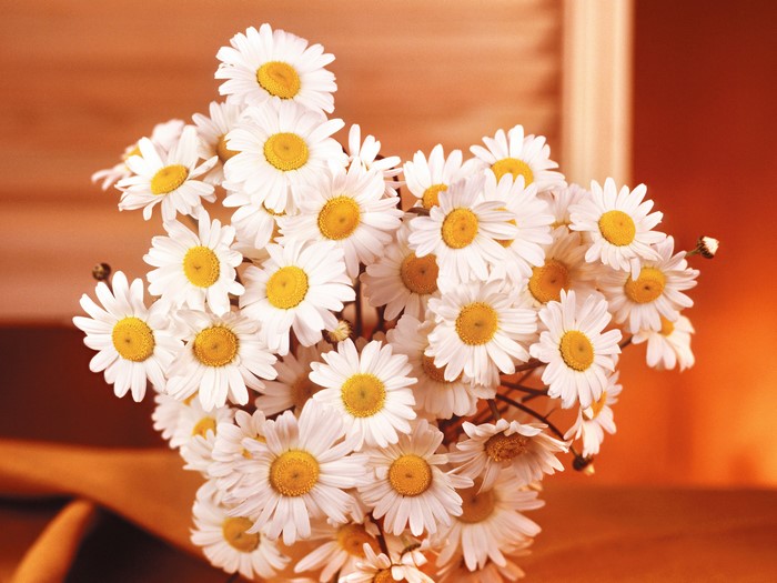 Bouquet of Camomiles
