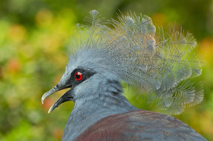 Victoria Crowned Pigeon with Red Eyes and Crest
