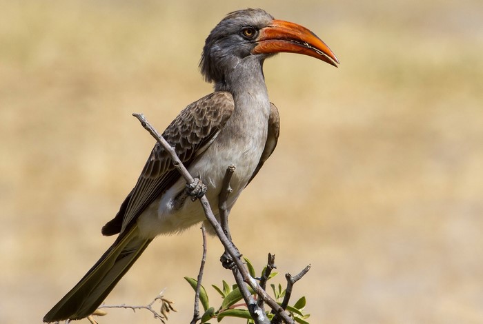Red-billed Hornbill perched on a branch