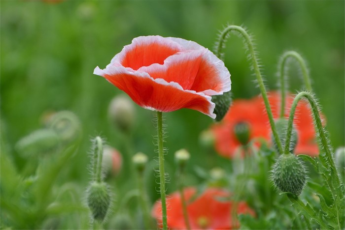Red and white poppies in a field
