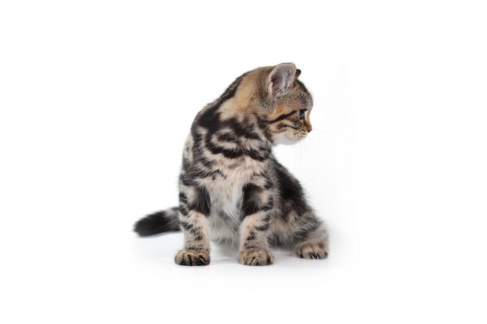 Tabby Kitten Sitting on White Background