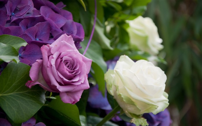Purple and white roses with purple hydrangeas