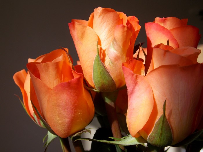 Roses Closeup Pink color