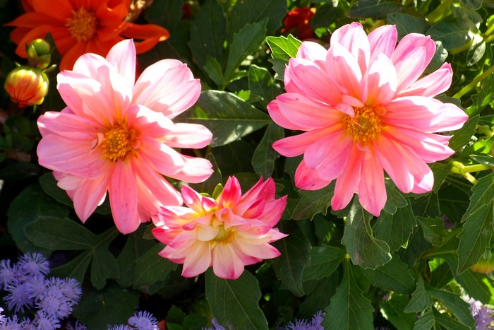 Pink Dahlias and Purple Flowers