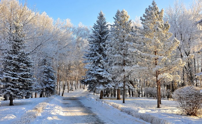 Snow-covered trees line a path in a winter forest