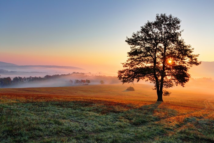 Sunrise over misty fields with a lone tree