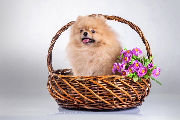 Pomeranian dog in a wicker basket with flowers