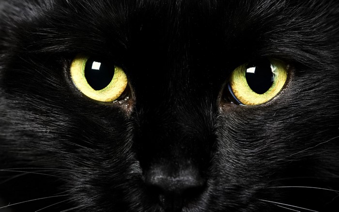 Close-up of a black cat's yellow eyes