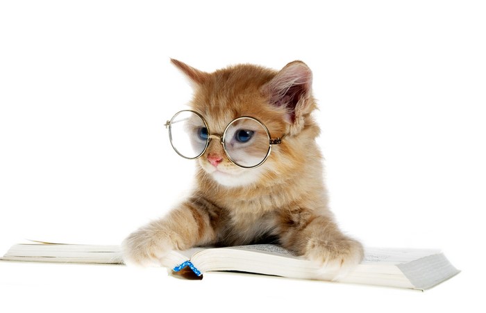 Ginger kitten wearing glasses reading a book