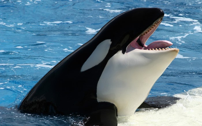 Orca whale with mouth open in blue water