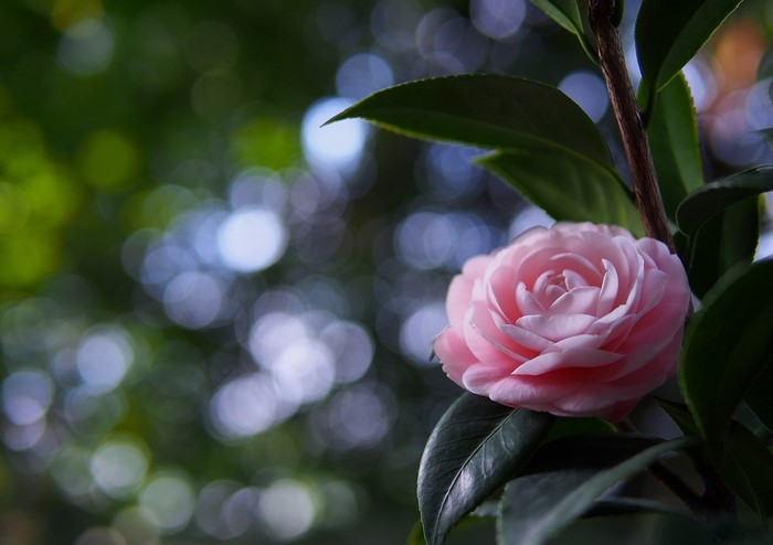 Pink Camellia flower with green leaves