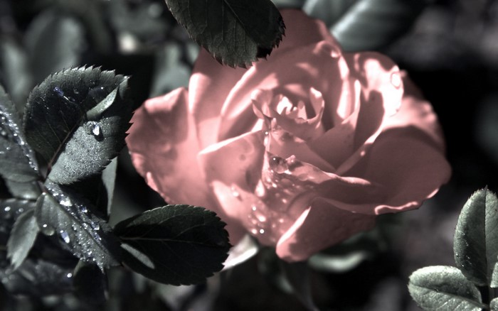 Pink rose with water drops on petals and leaves