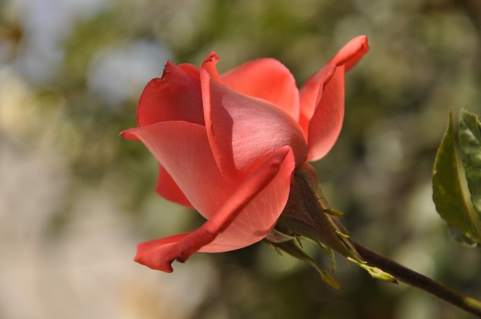 Close-up of a coral rose in bloom
