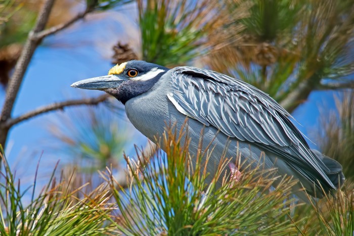 Yellow-crowned night heron perched on pine branches