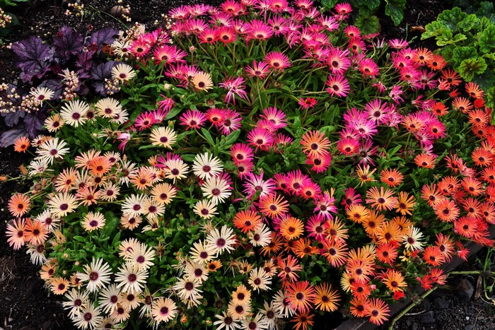 Colorful Mesembryanthemum flowers in a garden bed