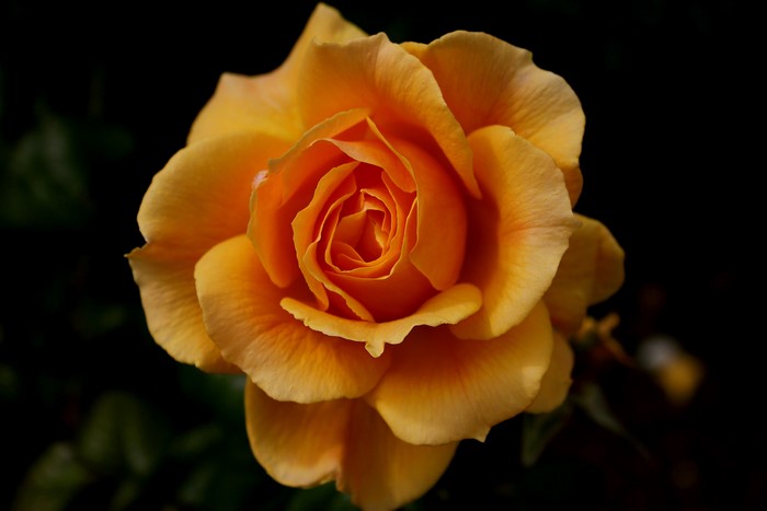 Yellow Rose Closeup