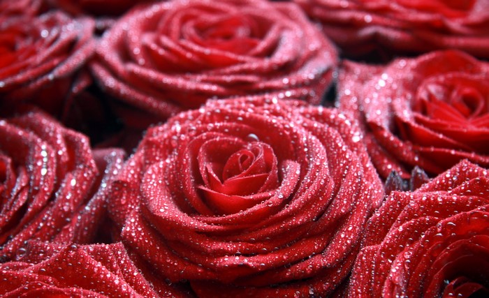 Close-up of red roses with water drops