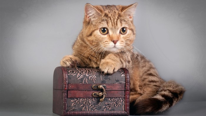 A tabby cat rests on a treasure chest