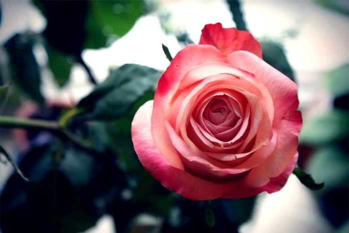 Close-up of a pink and red rose