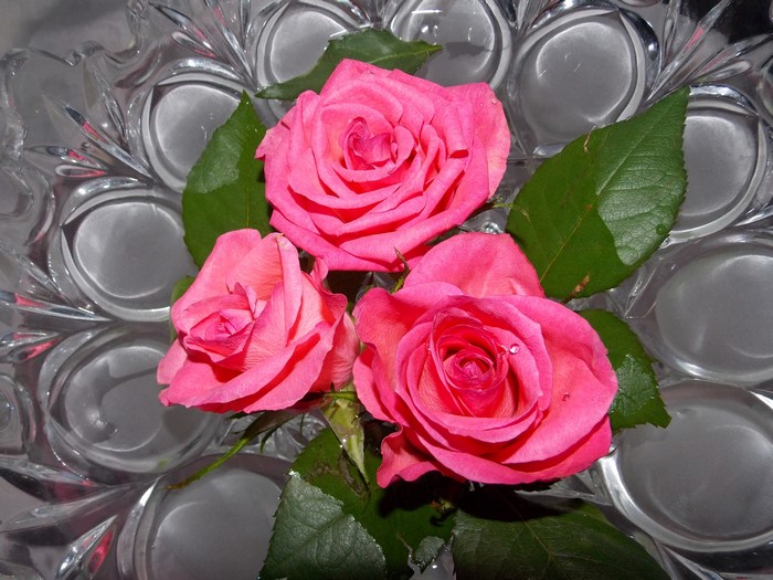 Three pink roses in a crystal bowl