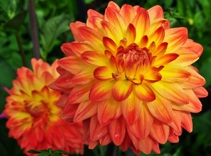 Two orange and yellow dahlias in bloom