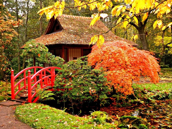 Japanese garden with red bridge and autumn foliage