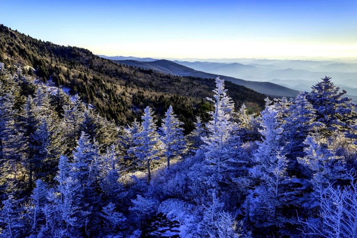 Winter mountain landscape with frosted spruce trees