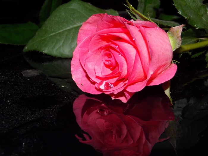 Pink rose with water droplets on a black reflective surface