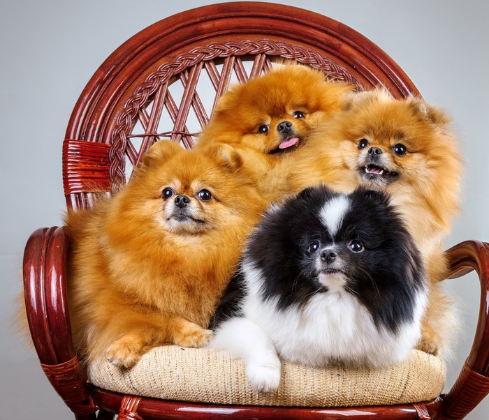 Four Pomeranian dogs sitting on a chair
