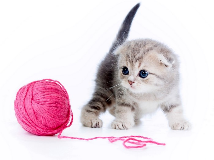 Kitten playing with a ball of pink yarn