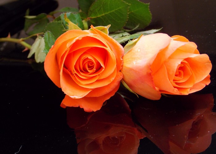 Two orange roses on a black reflective surface