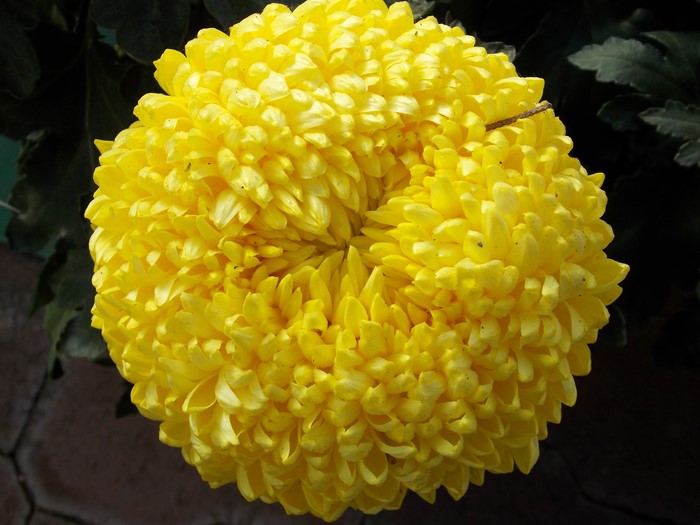 4K Yellow Chrysanthemums Closeup